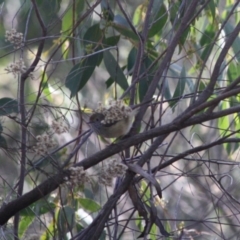 Acanthiza pusilla (Brown Thornbill) at Red Hill Nature Reserve - 31 May 2019 by LisaH