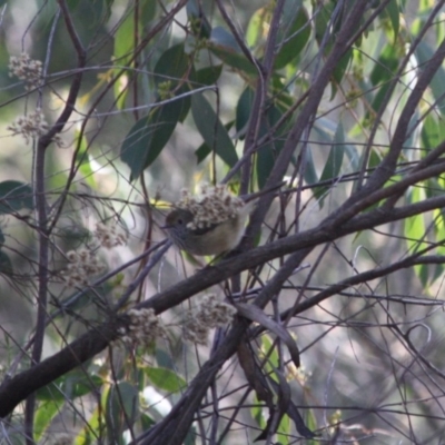 Acanthiza pusilla (Brown Thornbill) at Deakin, ACT - 31 May 2019 by LisaH