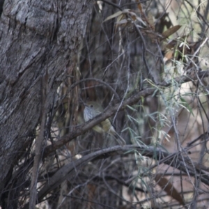 Acanthiza pusilla at Deakin, ACT - 31 May 2019