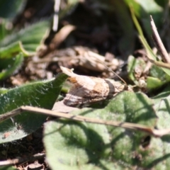 Hellula hydralis (Cabbage Centre Moth) at Red Hill to Yarralumla Creek - 31 May 2019 by LisaH