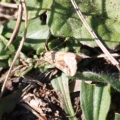 Hellula hydralis at Hughes, ACT - 31 May 2019