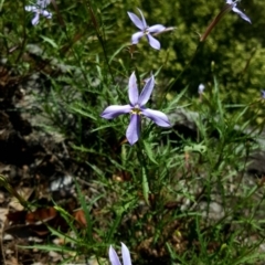 Isotoma axillaris (Australian Harebell, Showy Isotome) at Woodlands, NSW - 8 Dec 2018 by AliciaKaylock