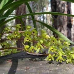 Cymbidium suave (Snake Orchid) at Wingecarribee Local Government Area - 28 Oct 2017 by AliciaKaylock