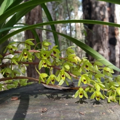 Cymbidium suave (Snake Orchid) at Wingecarribee Local Government Area - 28 Oct 2017 by AliciaKaylock
