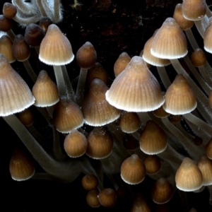 Mycena subgalericulata at Box Cutting Rainforest Walk - 27 May 2019 12:00 AM