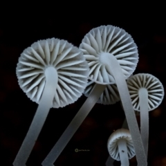 Mycena subgalericulata at Box Cutting Rainforest Walk - 27 May 2019 12:00 AM