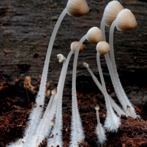 Mycena subgalericulata at Box Cutting Rainforest Walk - 27 May 2019 12:00 AM