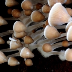 Mycena subgalericulata at Box Cutting Rainforest Walk - 27 May 2019 12:00 AM