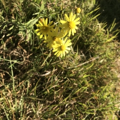 Senecio madagascariensis (Madagascan Fireweed, Fireweed) at Robertson, NSW - 31 May 2019 by Margot