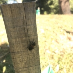 Oncopeltus (Oncopeltus) sordidus (Milk vine bug) at Robertson - 31 May 2019 by Margot