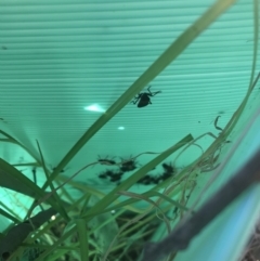 Oncopeltus (Oncopeltus) sordidus at Robertson, NSW - 31 May 2019 01:36 PM