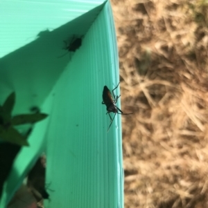Oncopeltus (Oncopeltus) sordidus at Robertson, NSW - 31 May 2019 01:36 PM