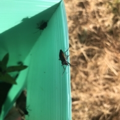 Oncopeltus (Oncopeltus) sordidus at Robertson, NSW - 31 May 2019