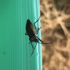 Oncopeltus (Oncopeltus) sordidus at Robertson, NSW - 31 May 2019 01:36 PM