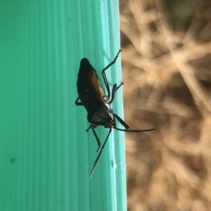 Oncopeltus (Oncopeltus) sordidus at Robertson, NSW - 31 May 2019 01:36 PM
