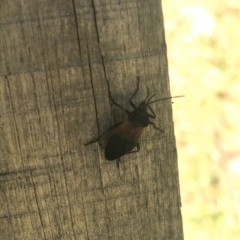 Oncopeltus (Oncopeltus) sordidus at Robertson, NSW - 31 May 2019