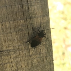 Oncopeltus (Oncopeltus) sordidus at Robertson, NSW - 31 May 2019 01:36 PM