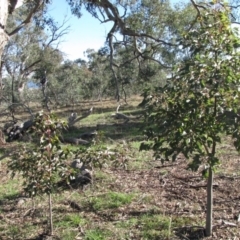 Brachychiton populneus subsp. populneus (Kurrajong) at Molonglo River Reserve - 30 May 2019 by Kurt