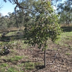 Brachychiton populneus subsp. populneus at Molonglo River Reserve - 30 May 2019