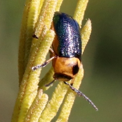 Aporocera (Aporocera) consors (A leaf beetle) at Mount Ainslie - 31 May 2019 by jb2602