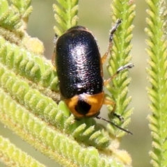 Aporocera (Aporocera) consors at Ainslie, ACT - 31 May 2019 01:46 PM