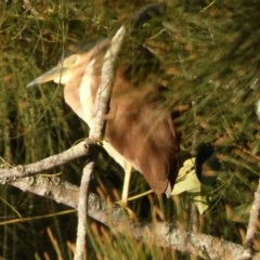 Nycticorax caledonicus (Nankeen Night-Heron) at Bawley Point, NSW - 29 May 2019 by Marg