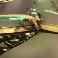 Mallada sp. (genus) (Green lacewing) at Mount Ainslie - 31 May 2019 by jb2602