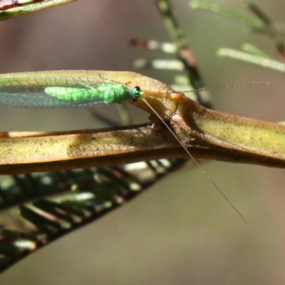 Mallada sp. (genus) (Green lacewing) at Majura, ACT - 31 May 2019 by jbromilow50