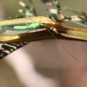 Mallada sp. (genus) at Majura, ACT - 31 May 2019