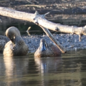 Spatula rhynchotis at Bawley Point, NSW - 30 May 2019 01:55 AM