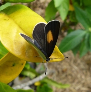 Candalides xanthospilos at Sanctuary Point, NSW - 20 Feb 2016