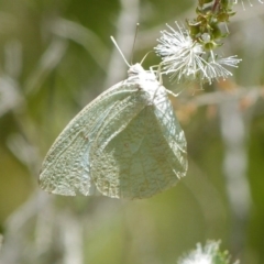 Catopsilia pyranthe (White migrant) at Booderee National Park - 1 May 2015 by christinemrigg