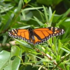 Danaus plexippus (Monarch) at Booderee National Park - 23 Feb 2019 by christinemrigg