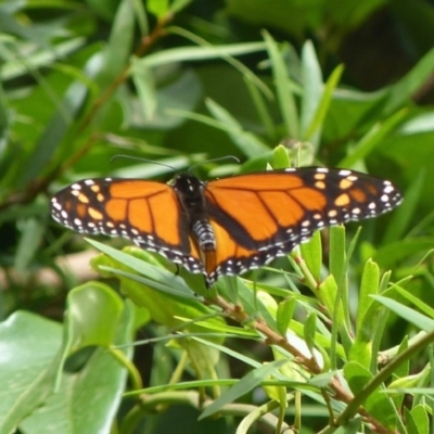 Danaus plexippus (Monarch) at Jervis Bay, JBT - 24 Feb 2019 by christinemrigg