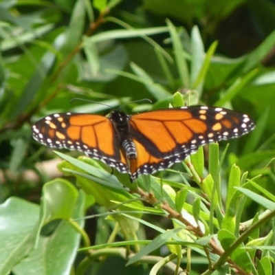 Danaus plexippus (Monarch) at Booderee National Park - 23 Feb 2019 by christinemrigg