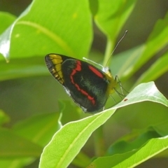 Delias nigrina (Black Jezebel) at Jervis Bay, JBT - 19 Mar 2016 by christinemrigg