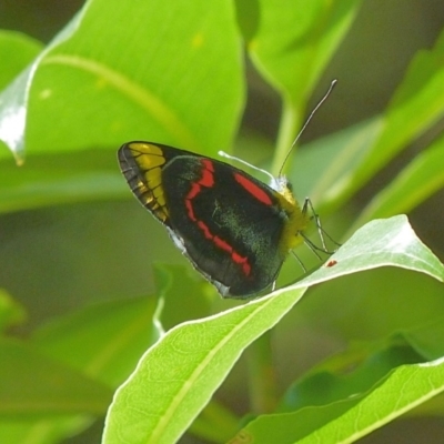 Delias nigrina (Black Jezebel) at Jervis Bay, JBT - 19 Mar 2016 by christinemrigg