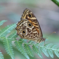 Geitoneura acantha (Ringed Xenica) at The Basin Walking Track - 30 Apr 2015 by christinemrigg