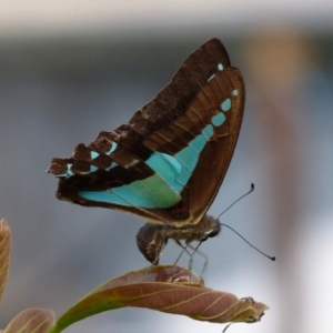 Graphium choredon at Sanctuary Point, NSW - 1 Jan 2015