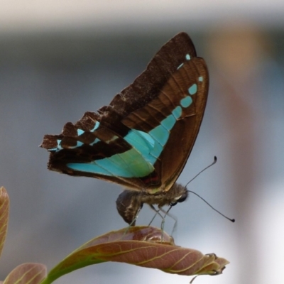 Graphium choredon (Blue Triangle) at The Basin Walking Track - 31 Dec 2014 by christinemrigg