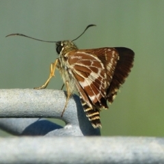 Hesperilla picta (Painted Skipper) at Woollamia, NSW - 28 Feb 2016 by christinemrigg