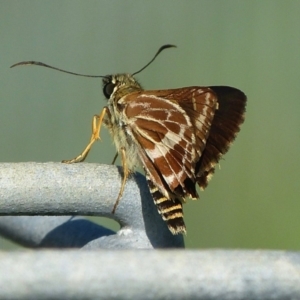 Hesperilla picta at Woollamia, NSW - 28 Feb 2016