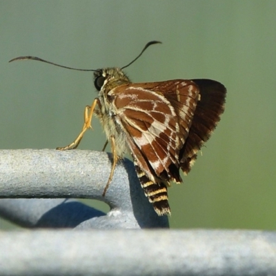 Hesperilla picta (Painted Skipper) at Woollamia, NSW - 27 Feb 2016 by christinemrigg