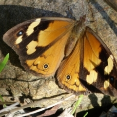 Heteronympha merope (Common Brown Butterfly) at Woollamia, NSW - 1 May 2015 by christinemrigg