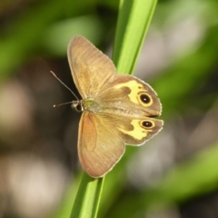 Hypocysta metirius (Brown Ringlet) at Woollamia, NSW - 7 Nov 2013 by christinemrigg