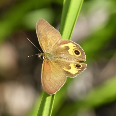 Hypocysta metirius (Brown Ringlet) at Woollamia, NSW - 8 Nov 2013 by christinemrigg