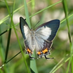 Jalmenus evagoras (Imperial Hairstreak) at Sanctuary Point, NSW - 1 Feb 2016 by christinemrigg