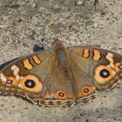 Junonia villida (Meadow Argus) at Sanctuary Point - Basin Walking Track Bushcare - 1 May 2015 by christinemrigg