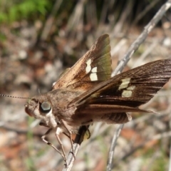 Mesodina halyzia (Eastern Iris-skipper) at Jervis Bay, JBT - 25 Dec 2018 by christinemrigg