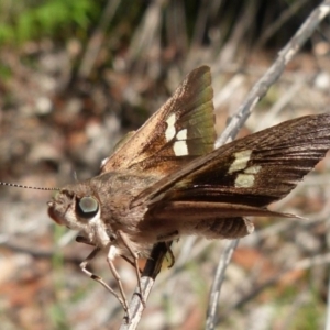 Mesodina halyzia at Jervis Bay, JBT - 25 Dec 2018